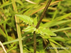 Valeriana flaccidissima