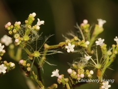 Valeriana flaccidissima