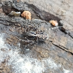 Acantholycosa lignaria