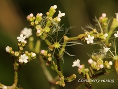 Valeriana flaccidissima