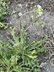 Capsella bursa-pastoris