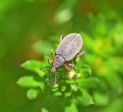 Polydrusus mollis