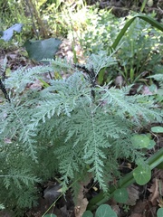Artemisia afra