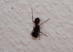 Pogonomyrmex rugosus