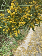 Acacia
