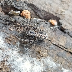 Acantholycosa lignaria