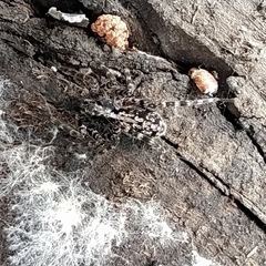 Acantholycosa lignaria