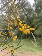Acacia