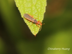 Enicocephalidae