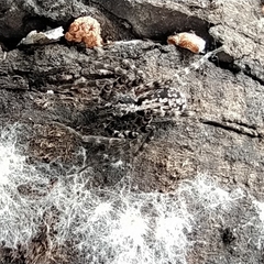 Acantholycosa lignaria