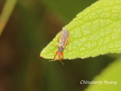 Enicocephalidae