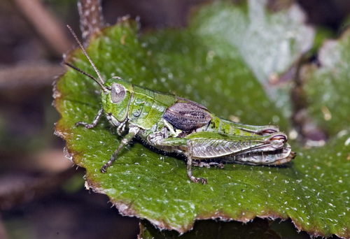New Zealand Grasshopper
