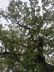 Quercus robur