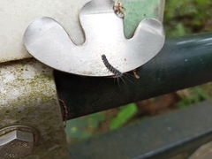 Chrysaeglia magnifica