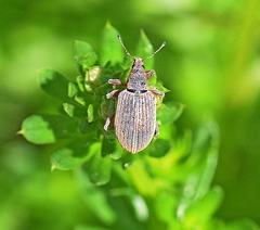 Polydrusus mollis