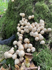 Apioperdon pyriforme