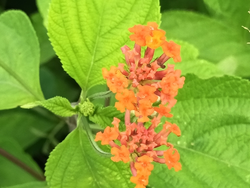Image of Lantana horrida by (c) Ignacio Quintero, some rights reserved (CC BY)