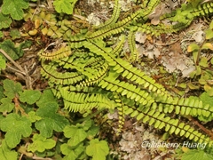 Asplenium tripteropus