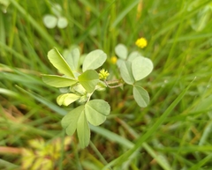Trifolium dubium
