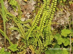 Asplenium tripteropus