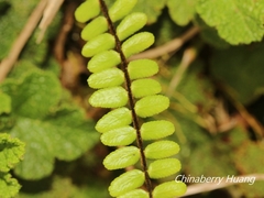 Asplenium tripteropus