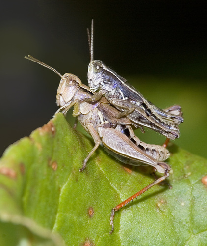 New Zealand Grasshopper