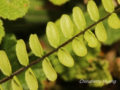 Asplenium tripteropus