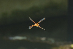 Hydrobasileus croceus