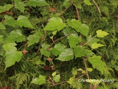 Rubus taitoensis
