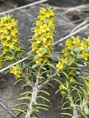 Thymelaea tinctoria nivalis