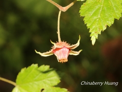Rubus taitoensis