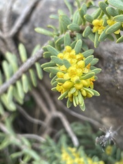 Thymelaea tinctoria nivalis