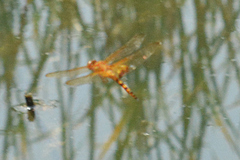 Hydrobasileus croceus