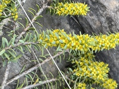 Thymelaea tinctoria nivalis