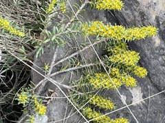 Thymelaea tinctoria nivalis