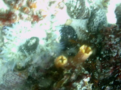 Ascidia incrassata