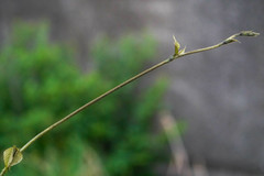 Pueraria montana lobata