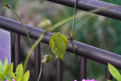 Pueraria montana lobata