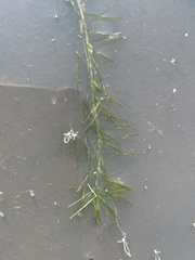 Lagarosiphon cordofanus