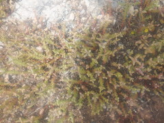 Sedum pulchellum