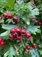 Crataegus