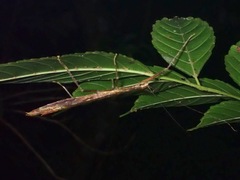 Asceles