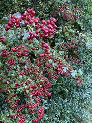Crataegus