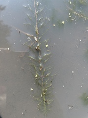 Lagarosiphon cordofanus