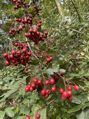 Crataegus