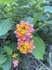 Lantana camara