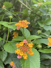 Lantana camara