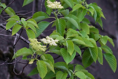 Cornus controversa