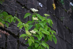 Cornus controversa