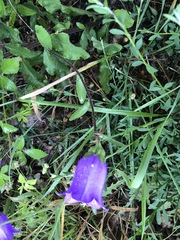 Campanula medium